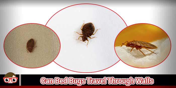 Can Bed Bugs Travel Through Walls