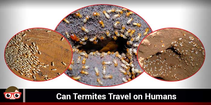 Can Termites Travel on Humans